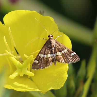 5170 – Hawaiian Beet Webworm Moth – Spoladea recurvalis