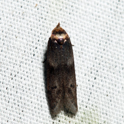 1162 – Acorn Moth – Blastobasis glandulella 