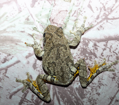 Gray Tree Frog - Hyla versicolor
