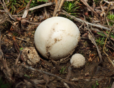 Lycoperdon gemmatum