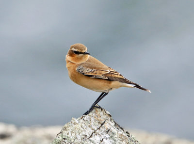 Northern Wheatear - Oenanthe oenanthe