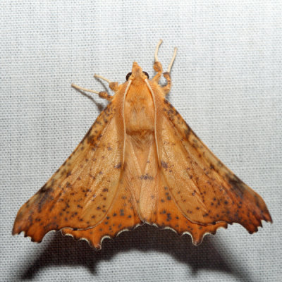 6797 - Maple Spanworm - Ennomos magnaria