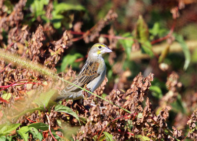 Dickcissel - Spiza americana