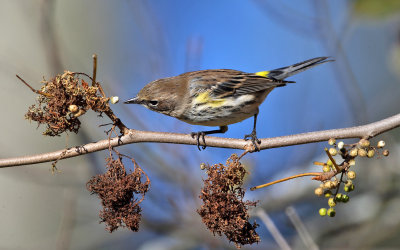 Yellow-rumped Warbler - Setophaga coronata (eating poison ivy berries)