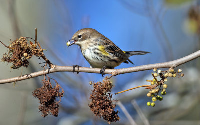 Yellow-rumped Warbler - Setophaga coronata (eating poison ivy berries)