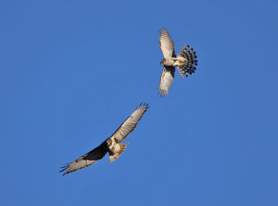 Hawks Being Chased by Other Birds