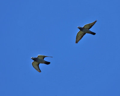 Rock Pigeon - Columba livia