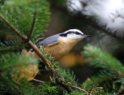 Red-breasted Nuthatch - Sitta canadensis