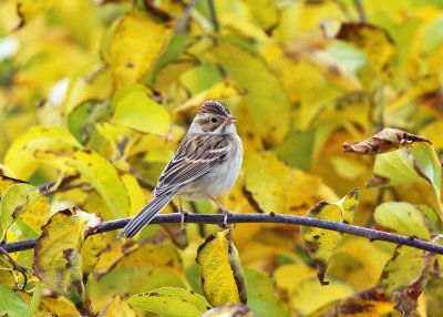 Clay-colored Sparrow - Spizella pallida