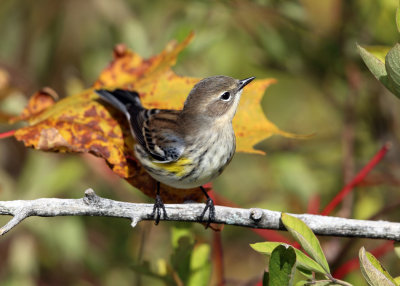 Yellow-rumped Warbler - Setophaga coronata