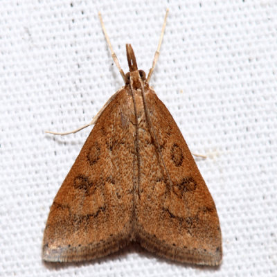 5079  Celery Leaftier  Udea rubigalis