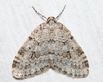 7433 - Autumnal Moth - Epirrita autumnata