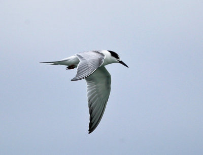 Common Tern - Sterna hirundo 