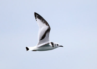 Black-legged Kittiwake - Rissa tridactyla (immature)