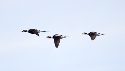 Long-tailed Ducks - Clangula hyemalis