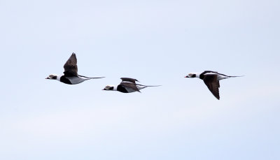 Long-tailed Ducks - Clangula hyemalis