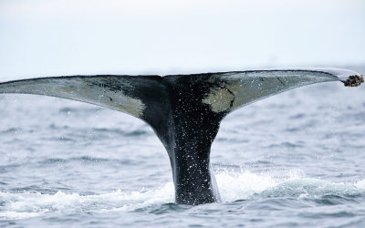 Humpback Whale - Megaptera novaeangliae