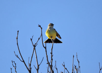 Western Kingbird - Tyrannus verticalis