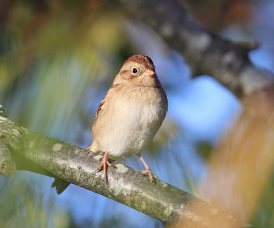 Field Sparrow - Spizella pusilla
