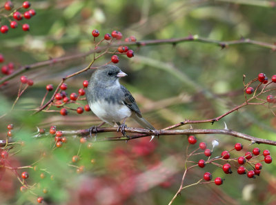 Dark-eyed Junco - Junco hyemalis