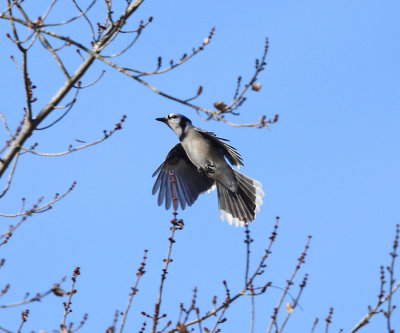 Blue Jay - Cyanocitta cristata