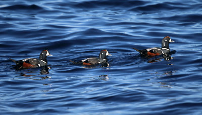 Harlequin Duck - Histrionicus histrionicus