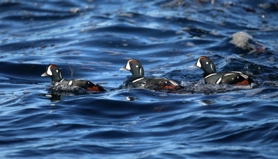 Harlequin Duck - Histrionicus histrionicus