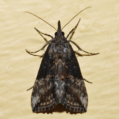 8465 - Green Cloverworm Moth - Hypena scabra