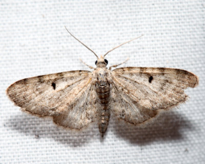 7474 - Common Eupithecia - Eupithecia miserulata (m)