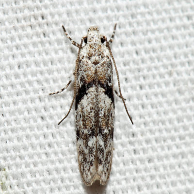 1851 – Stripe-backed Moth – Arogalea cristifasciella