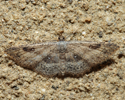 7140  Cyclophora nanaria