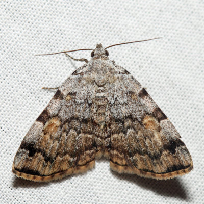 8322 - American Idia - Idia americalis
