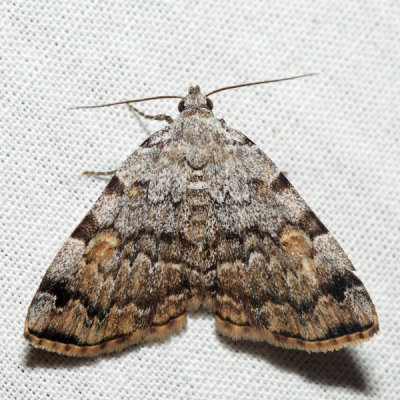 8322 - American Idia - Idia americalis