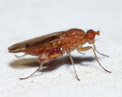 Amoebaleria helvola (with a Pseudoscorpion attached)