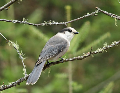 Gray Jay - Perisoreus canadensis