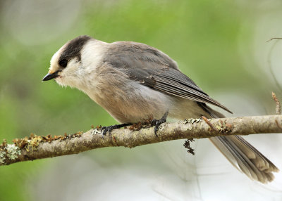 Gray Jay - Perisoreus canadensis