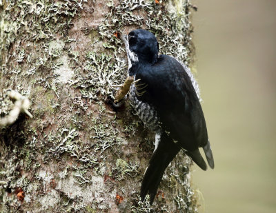 Black-backed Woodpecker - Picoides arcticus