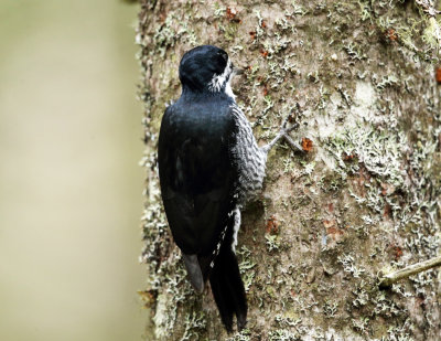 Black-backed Woodpecker - Picoides arcticus