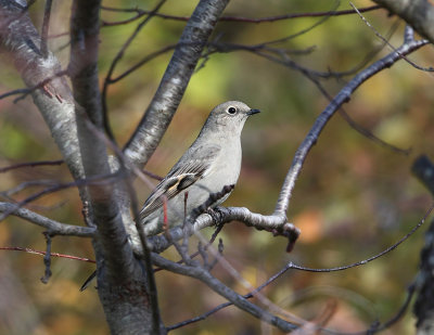 Townsend's Solitaire - Myadestes townsendi