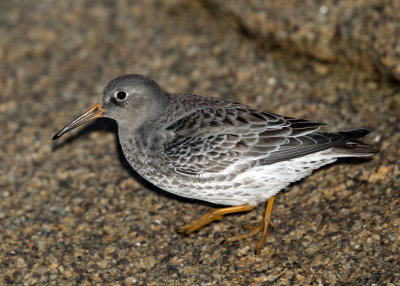 Purple Sandpiper - Calidris maritima