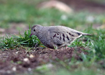 Common Ground Dove - Columbina passerina