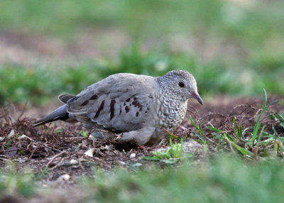 Common Ground Dove - Columbina passerina