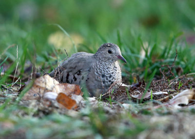 Common Ground Dove - Columbina passerina