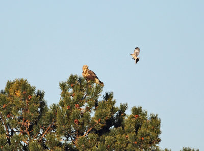 Northern Mockingbird harassing a Rough-legged Hawk