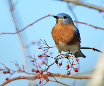 Eastern Bluebird - Sialia sialis