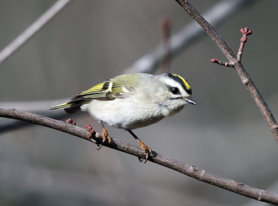 Golden-crowned Kinglet - Regulus satrapa