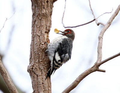 Red-headed Woodpecker - Melanerpes erythrocephalus (immature)