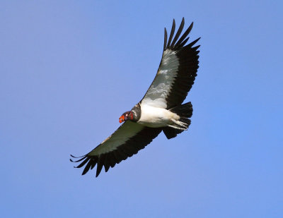 King Vulture - Sarcoramphus papa