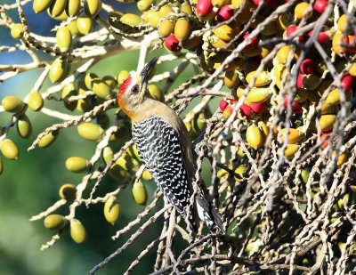 Hoffman's Woodpecker - Melanerpes hoffmannii