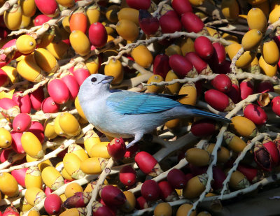 Costa Rican Tanagers